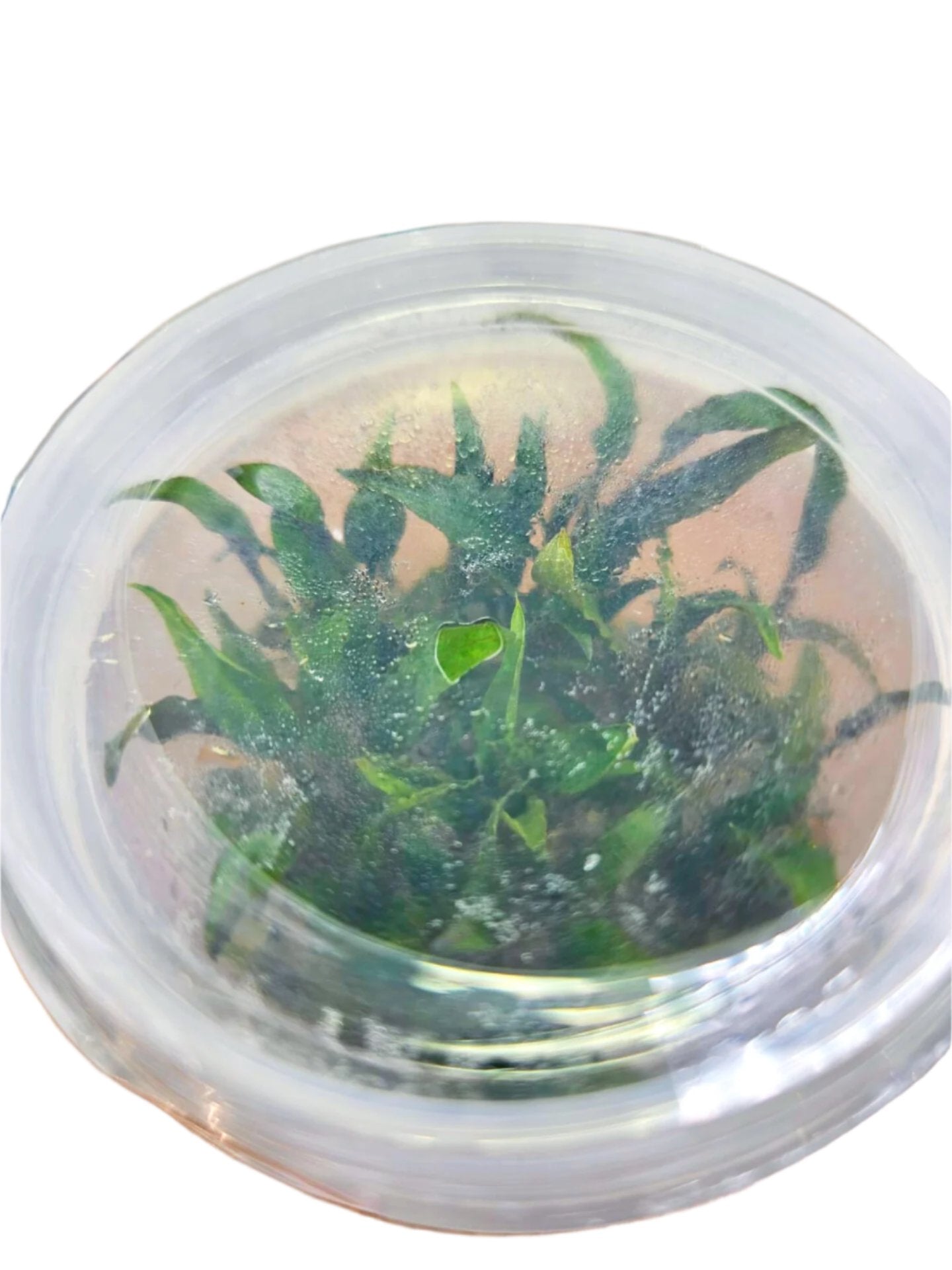 Cryptocoryne Petchi