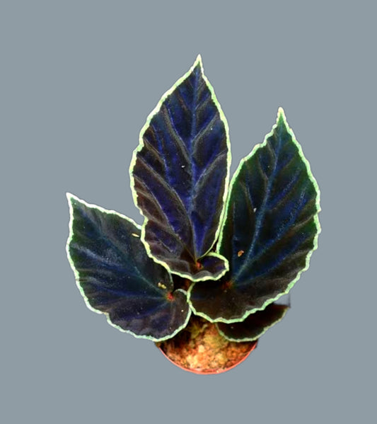 Begonia Darth Vader