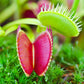 Venus Flytrap (Dionaea muscipula)