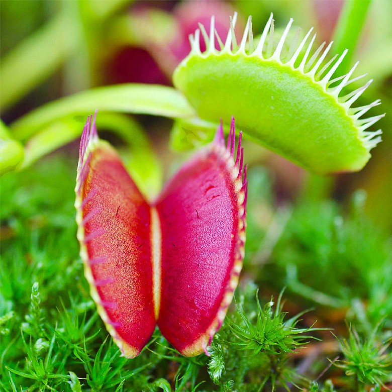 Venus Flytrap (Dionaea muscipula)