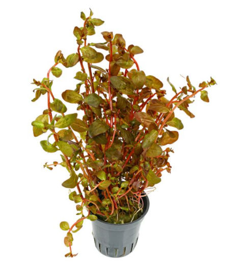 Ludwigia Senegalensis