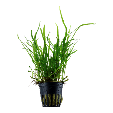 Tropica Microsorum Pteropus Trident Potted