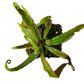 Carnivorous plants