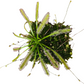 Carnivorous plants