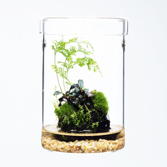 Terrarium workshop Durban