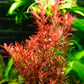 Dennerle Rotala rotundifolia 'BloodRed'