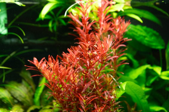 Dennerle Rotala rotundifolia 'BloodRed'