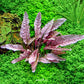 Dennerle Cryptocoryne spec. 'Flamingo'