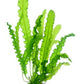 Dennerle Aponogeton longiplumulosus BULB
