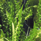 Dennerle Aponogeton longiplumulosus BULB