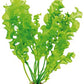 Dennerle Aponogeton ulvaceus BULB