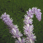 Dennerle Aponogeton ulvaceus BULB