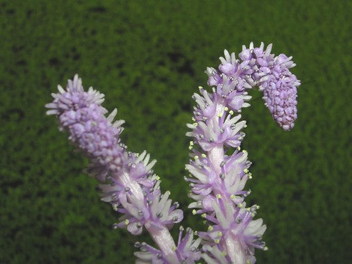 Dennerle Aponogeton ulvaceus BULB