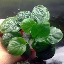 Anubias barteri var. nana 'Round leaf'