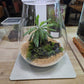 Acquature Living Arts Lab - Terrarium Workshops Celebrate Nature!
