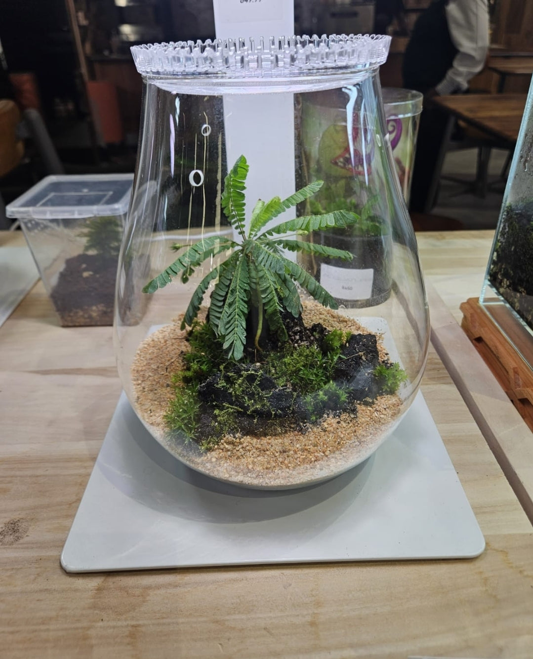 Acquature Living Arts Lab - Terrarium Workshops Celebrate Nature!