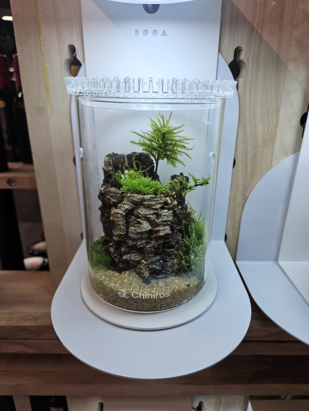 Acquature Living Arts Lab - Terrarium Workshops Celebrate Nature!