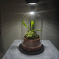 Acquature Living Arts Lab - Terrarium Workshops Celebrate Nature!