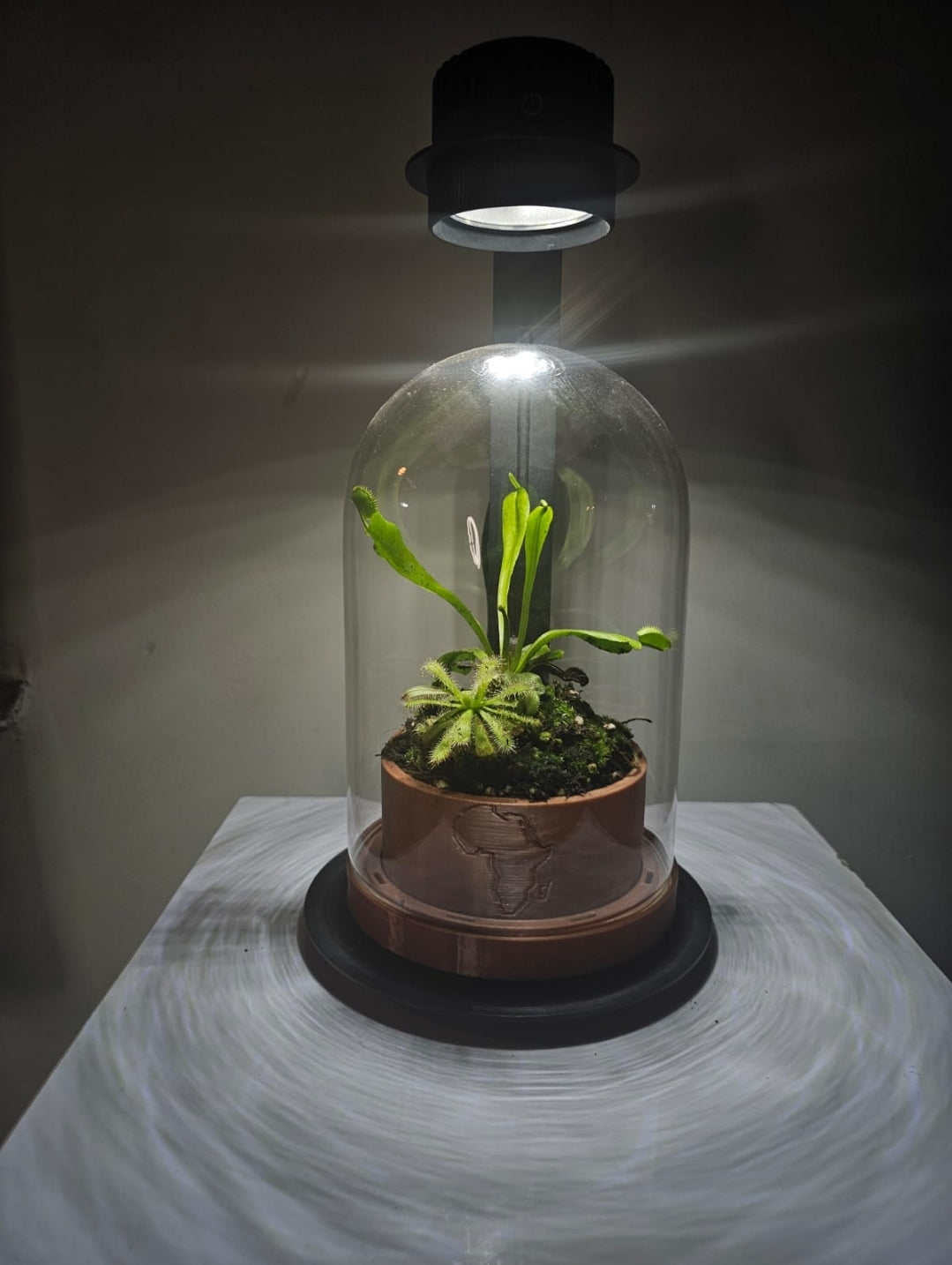 Acquature Living Arts Lab - Terrarium Workshops Celebrate Nature!