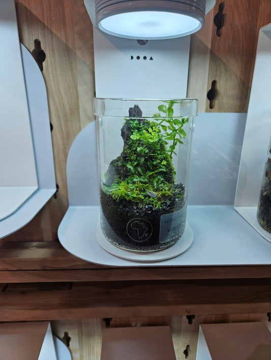 Acquature Living Arts Lab - Terrarium Workshops Celebrate Nature!