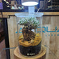 Acquature Living Arts Lab - Terrarium Workshops Celebrate Nature!