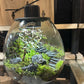 Acquature Living Arts Lab - Terrarium Workshops Celebrate Nature!