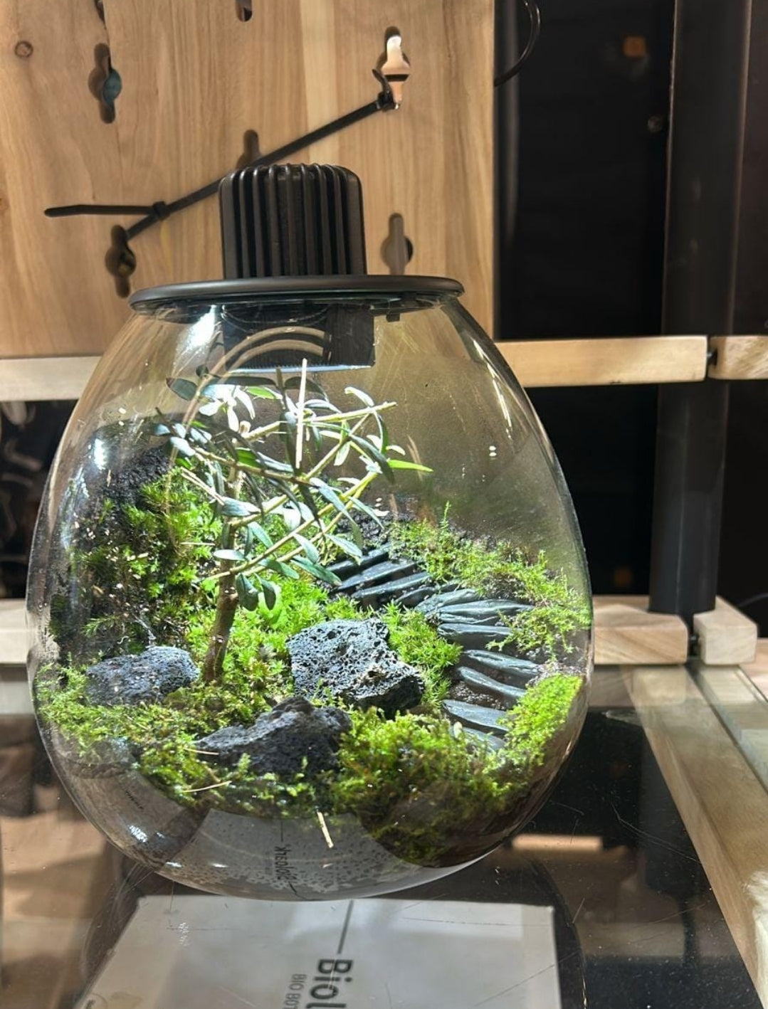 Acquature Living Arts Lab - Terrarium Workshops Celebrate Nature!